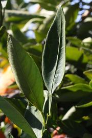              Sun leaves (Riverside, CA)       