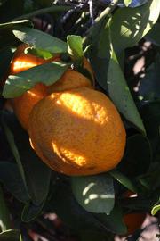              Fruit (Riverside, CA)       