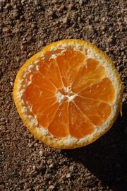              Fruit cross-section (Riverside, CA)       