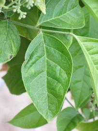            Unifoliolate leaf of  Clausena harmandiana           (Riverside, CA)   