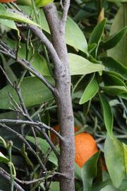              Second - third year twig (Clementina Fina, Riverside, CA)       
