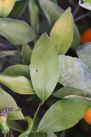            Unifoliolate leaf (Clementina Fina, Riverside, CA)   