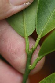              Petiole (Clementina Fina, Riverside, CA)       