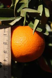              Fruit (Clementain Fina, Riverside, CA)       
