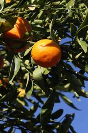              Fruit (Clementina Fina, Riverside, CA)       