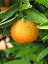            Fruit of  Citrus clementina           (Monreal, Riverside, CA)   