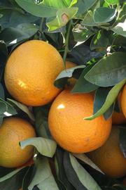              Fruit (Riverside, CA)       