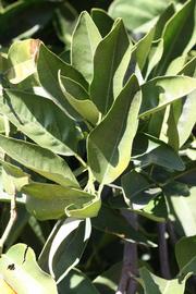              Sun leaves (Riverside, CA)       