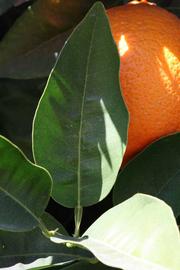              Unifoliolate leaf (Riverside, CA)       