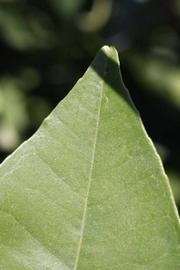              Margin (Riverside, CA)       