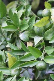              Sun leaves (Riverside, CA)       