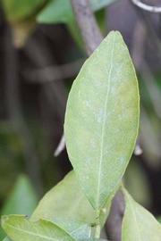            Unifoliolate leaf (Riverside, CA)   