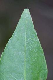              Margin (Riverside, CA)       