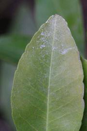              Margin (Riverside, CA)       