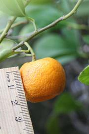            Fruit (Riverside, CA)   