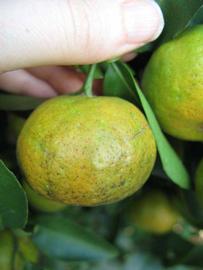              Immature fruit (Winter Haven, FL)       