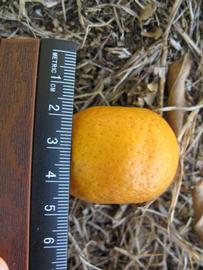              Fruit (Winter Haven, FL)       