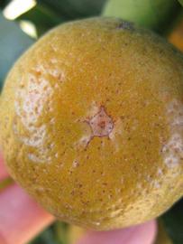              Fruit (Winter Haven, FL)       