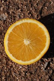              Fruit cross-section (Riverside, CA)       