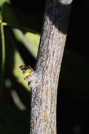              Second - third year twig (Riverside, CA)       