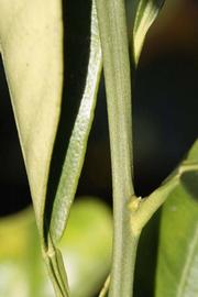              First year twig (Riverside, CA)       