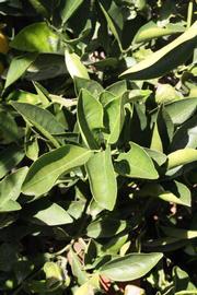            Sun leaves (Riverside, CA)   