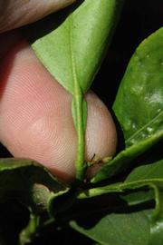              Petiole (Riverside, CA)       