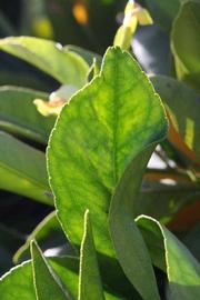              Margin (Riverside, CA)       