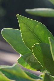              Margin (Riverside, CA)       