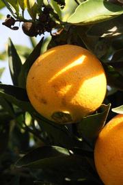              Fruit (Riverside, CA)       