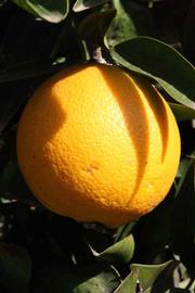              Fruit (Riverside, CA)       