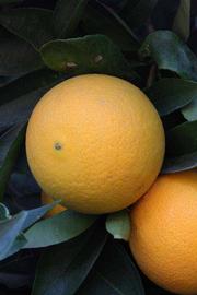              Fruit (Riverside, CA)       