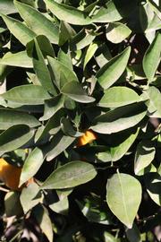            Sun leaves (Coarse, Riverside, CA)   