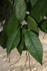           Shade leaves (Coarse, Riverside, CA)   