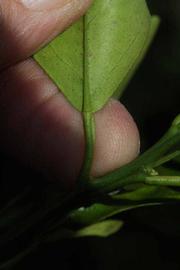            Petiole (Coarse, Riverside, CA)   