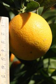            Fruit (Coarse, Riverside, CA)   