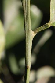            First year twig (Riverside, CA)   