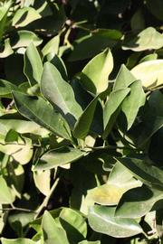              Sun leaves (Riverside, CA)       