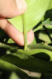              Petiole (Riverside, CA)       