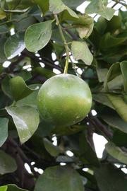            Immature fruit (Riverside, CA)   