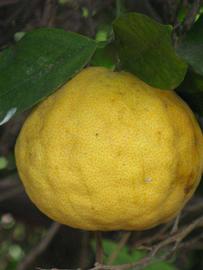            Fruit (Riverside, CA)   