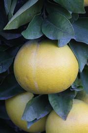              Fruit (Riverside, CA)       