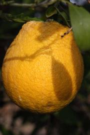              Fruit (Riverside, CA)       