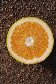              Fruit cross-section (Riverside, CA)       