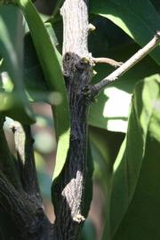              Second - third year twig (Riverside, CA)       