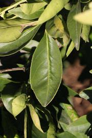            Unifoliolate leaf (Riverside, CA)   