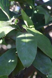            Shade leaves (Riverside, CA)   
