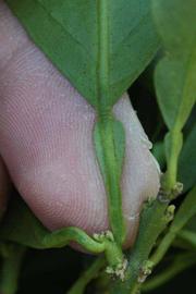              Petiole (Riverside, CA)       
