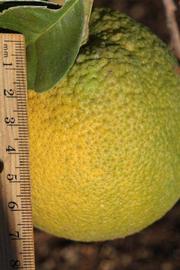              Fruit (Riverside, CA)       