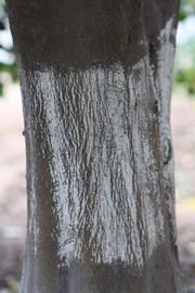                 Bark (Cook, Riverside, CA)       